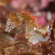 Imagen para el artículo titulado Esta nueva especie de caballito de mar es tan pequeña que ha permanecido años oculta a simple vista